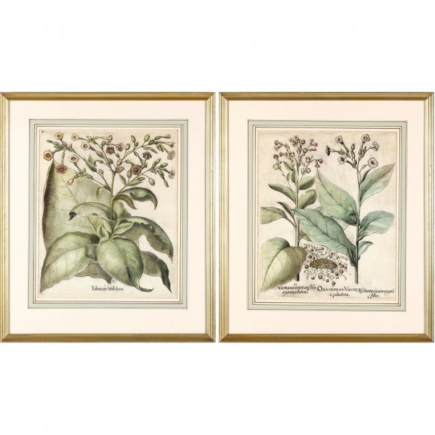 pair-of-basilius-besler-hand-colored-botanical-engravings