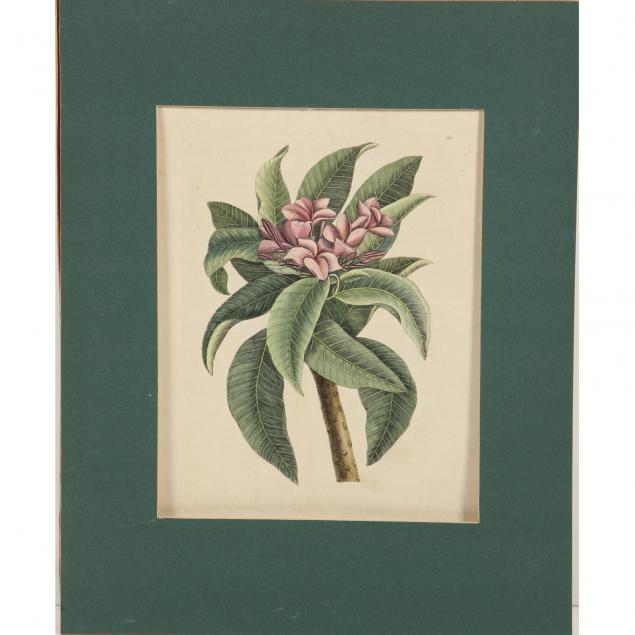 mark-catesby-1683-1749-plumeria-flore-roseo-red-frangipanni
