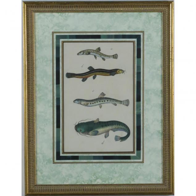 antique-handcolored-naturalist-engraving-of-fish