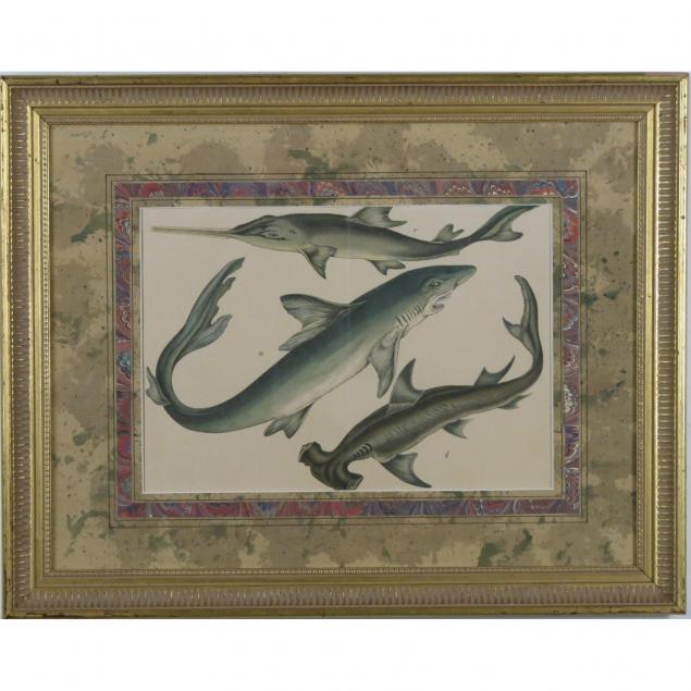 antique-handcolored-naturalist-engraving-of-sharks