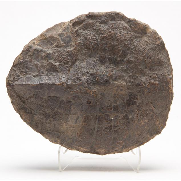 fossil-tortoise-shell-i-stylemus-nebrascensis-i