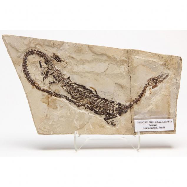 fossil-aquatic-reptile-i-mesosaurus-braziliensis-i
