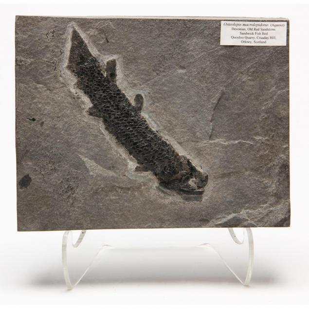 fossil-fish-i-osteolepis-macrolepidotus-i