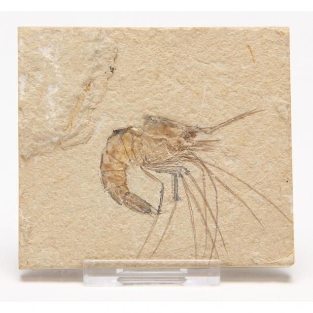 fossil-shrimp-i-carpopenaeus-i