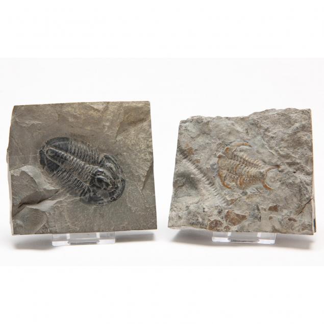 two-north-american-trilobites