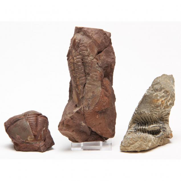 three-trilobites