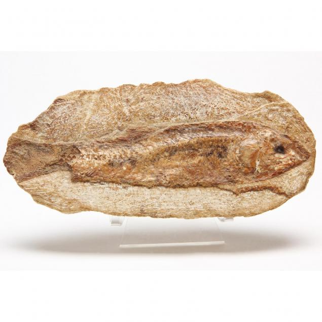 cretaceous-or-eocene-fish-fossil