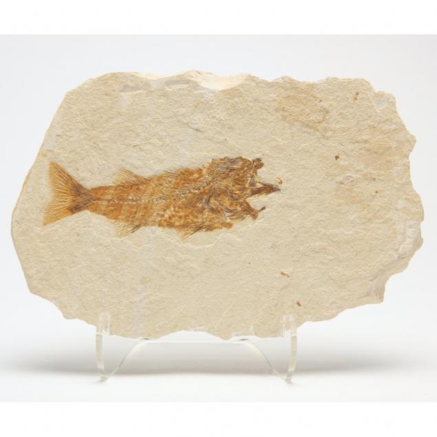 cretaceous-or-eocene-fish-fossil