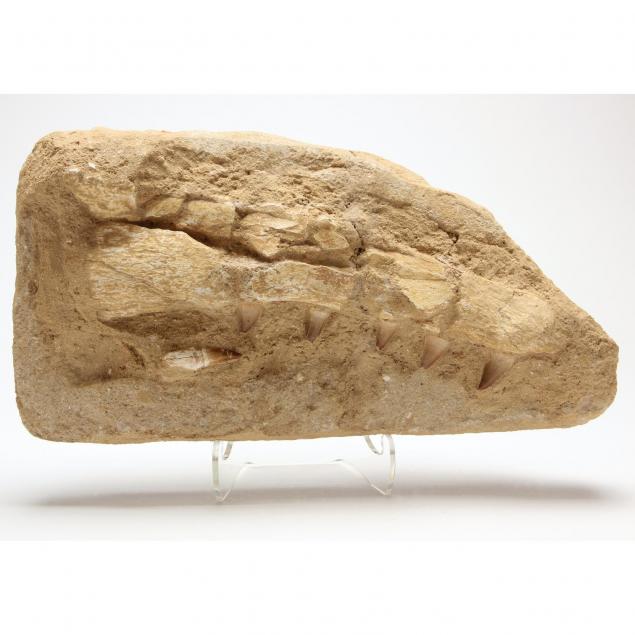 large-mosasaur-jaw-section-in-matrix