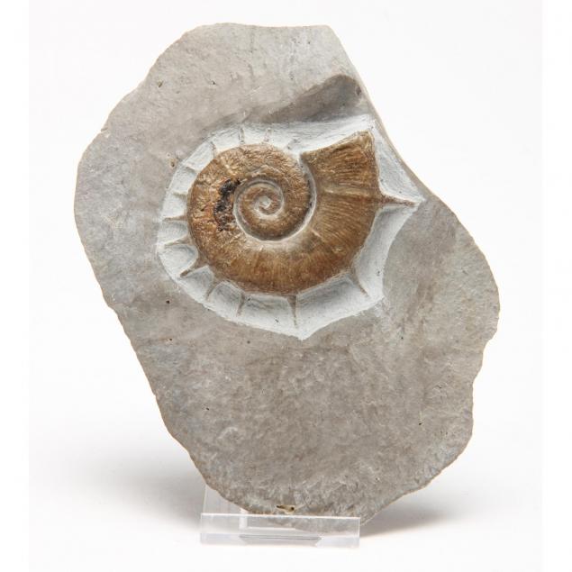 ammonite-poland