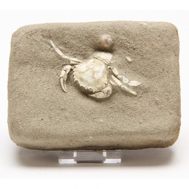 fossil-crab-in-matrix