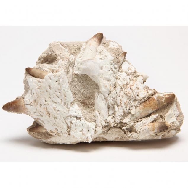 fossilized-fragment-of-a-crocodile-jaw