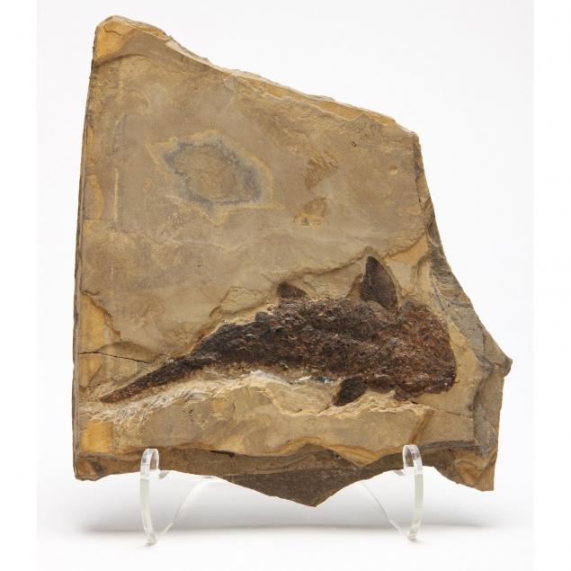 fossil-fish-i-actonopterygii-palaeonisci-i