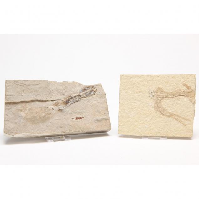 two-marine-fossils