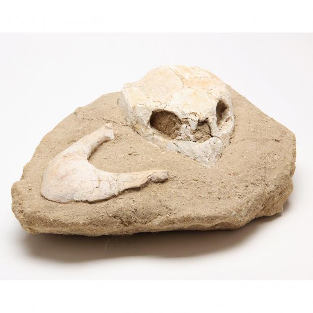fossil-turtle-skull