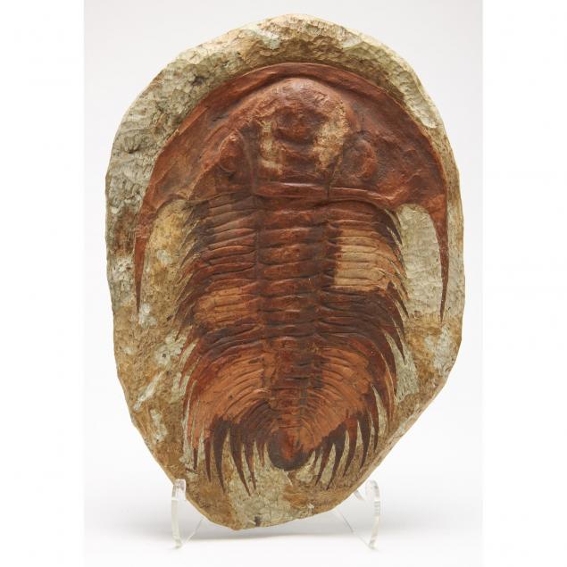 monumental-trilobite-in-matrix