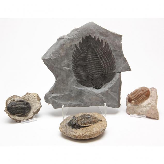 four-trilobites-each-in-matrix