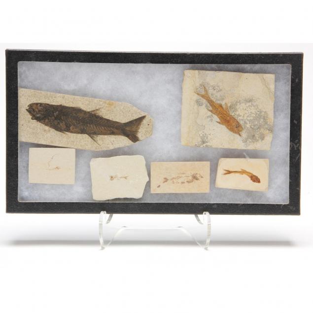 six-fossil-fish-from-texas