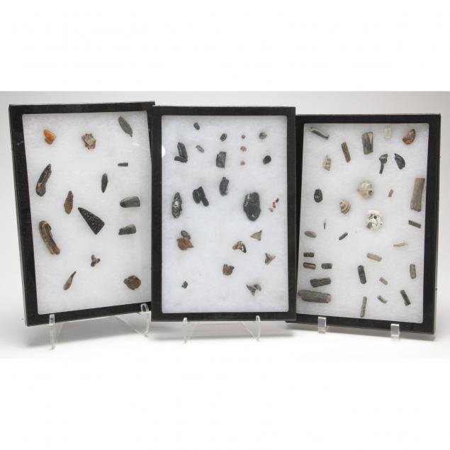 large-assortment-of-aquatic-fossils