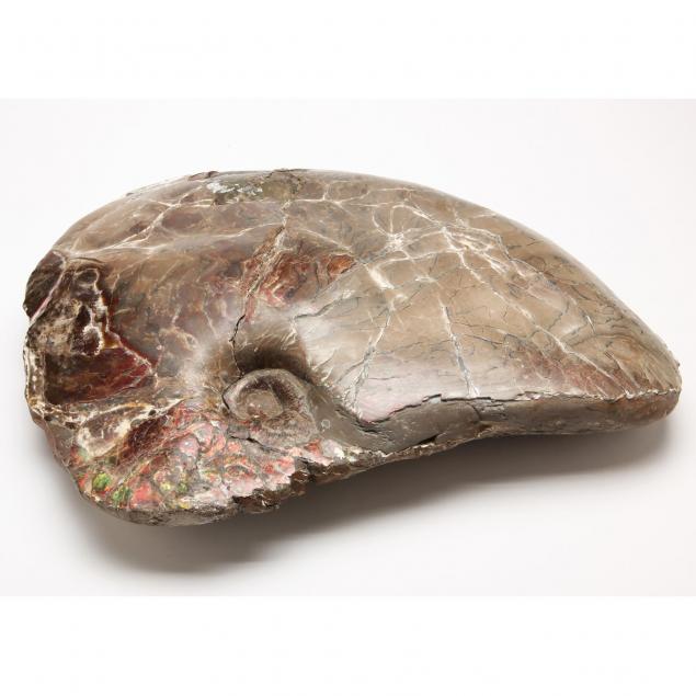 massive-canadian-ammonite