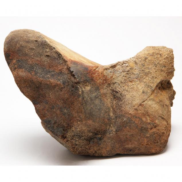 petrified-whale-vertebra-fragment