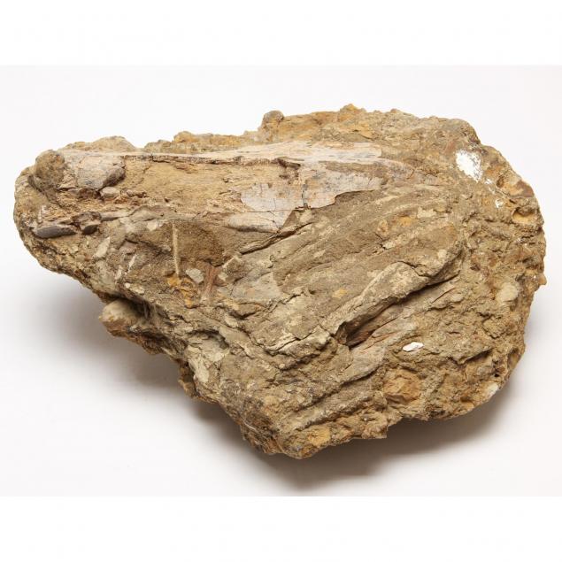 large-fossilized-dinosaur-bone-fragment