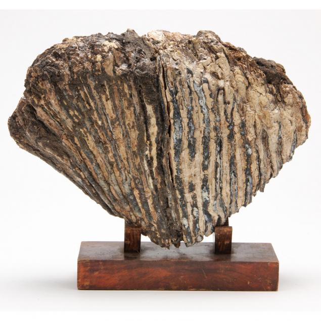 fossilized-mammoth-tooth