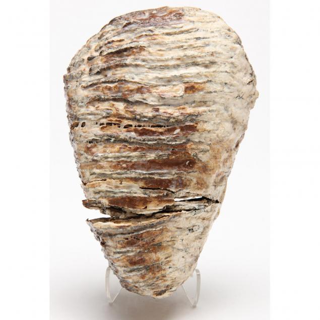 fossilized-mammoth-tooth-from-britain