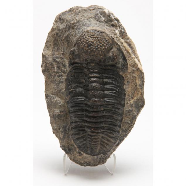 large-encrinurus-trilobite-fossil-in-matrix