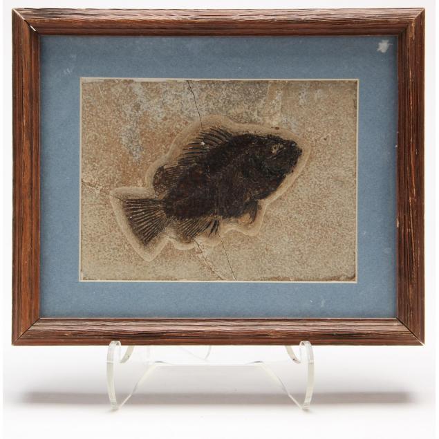 priscacara-fossil-fish