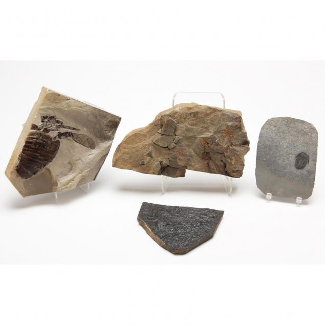 four-marine-fossils