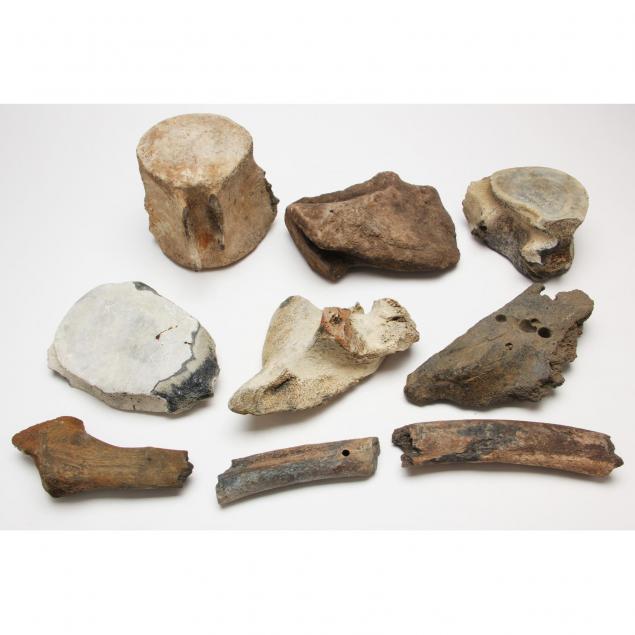 nine-fossilized-whale-bones-and-bone-fragments
