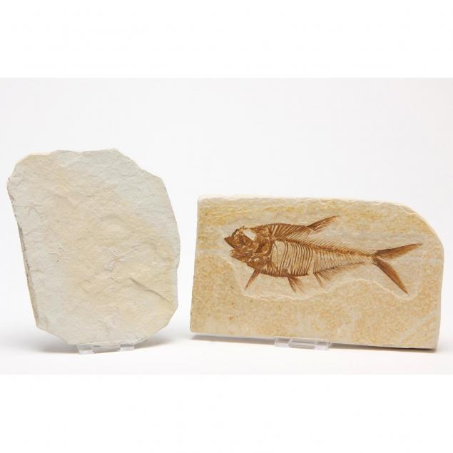 two-marine-fossils