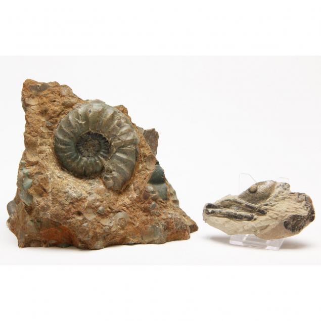 ammonite-fossil-scunthorpe