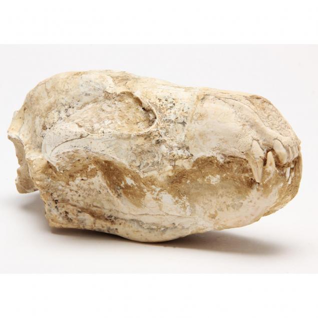 unidentified-fossil-skull