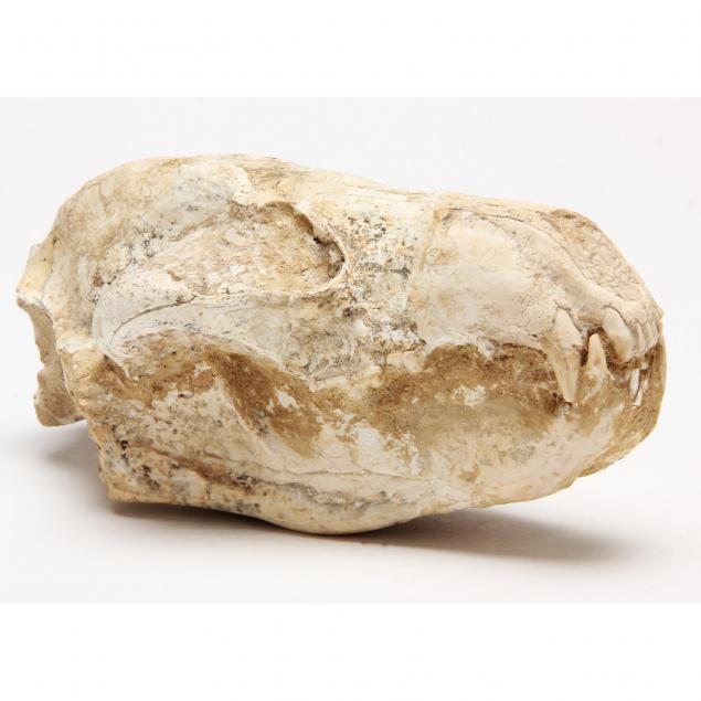 unidentified-fossil-skull