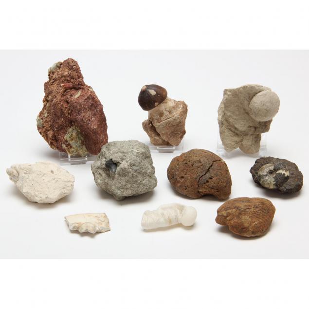 ten-varied-fossils