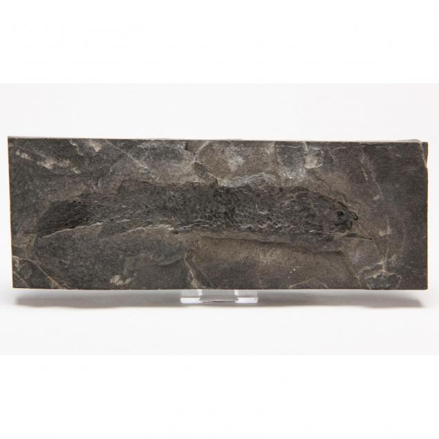 devonian-fossil-fish