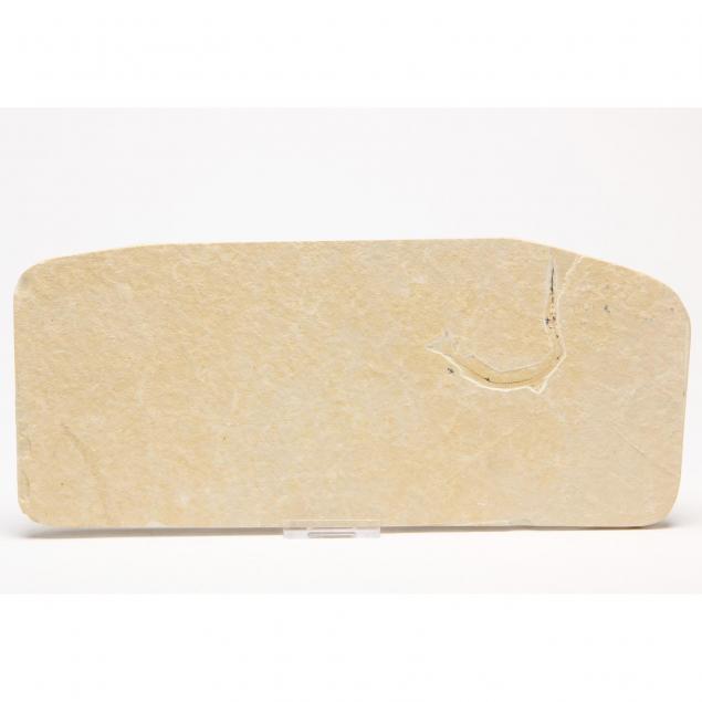 fossilized-cretaceous-garfish-in-limestone