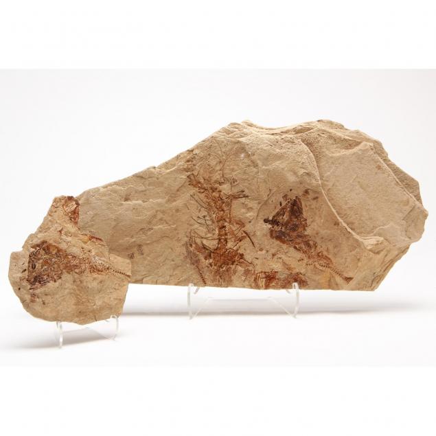 keichousaurus fossil