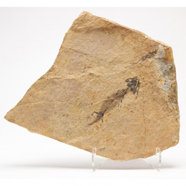 discosauriscus-fosil-plaque