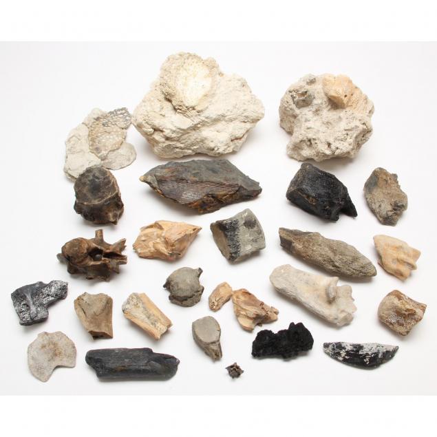 diverse-fossil-grouping