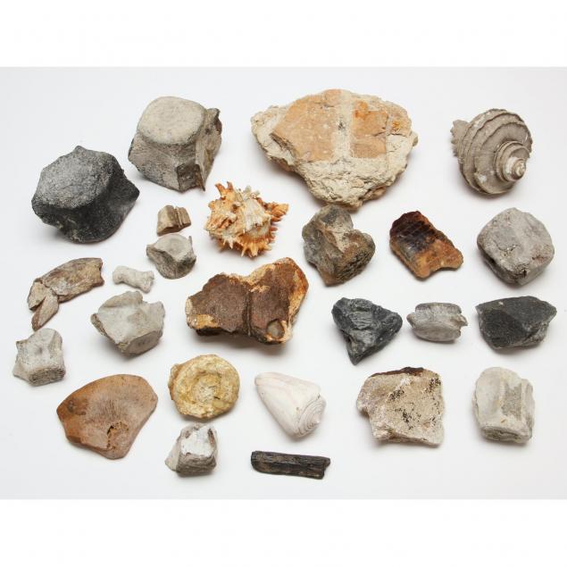 large-group-of-marine-fossils