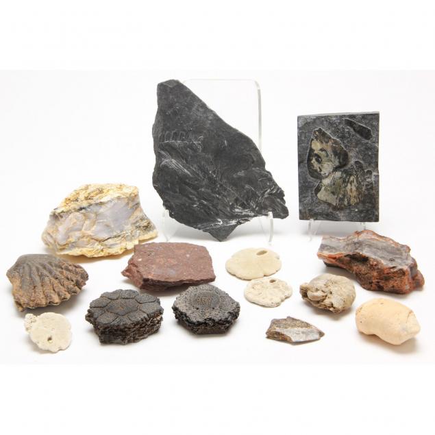 diverse-fossil-grouping