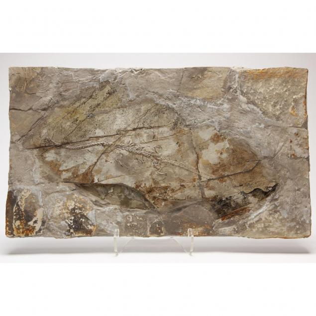 sinohydrosaur-fossil-plaque