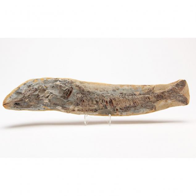 pipefish-sygnathus-in-half-concretion