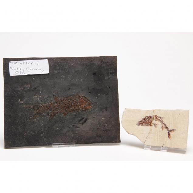 two-fossil-fish-plaques