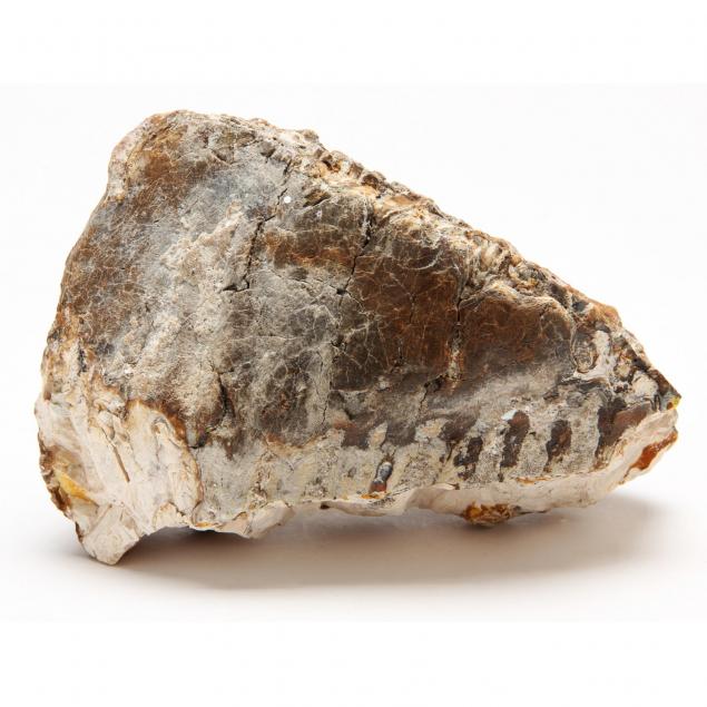 fossil-mammoth-tooth