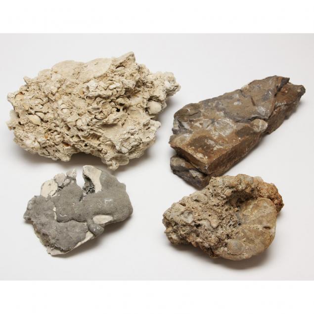 four-fossils-with-brachiopods