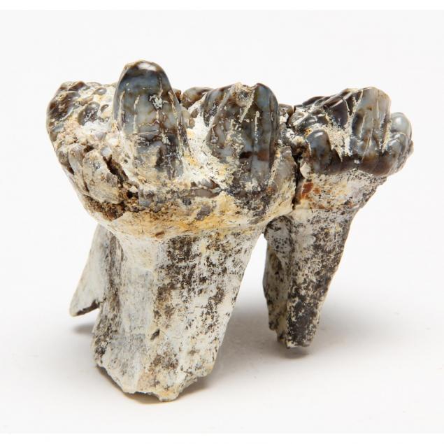 mastodon-tooth